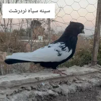 چنتا کبوتر مقبول