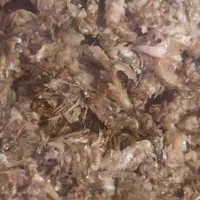 غذای گربه۵۹.ماهی تازه،کبابی وگریل شده برای گربه ها