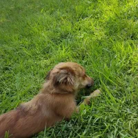 سگ‌خونگی‌‌پامراشپیتس|سگ|قدس, شهر‌قدس|دیوار