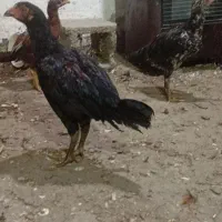 جوجه مرغ و خروس لاری اصیل