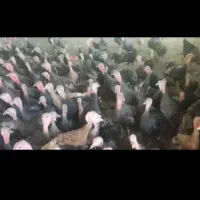 بو قلمون نرو ماده درجه یک