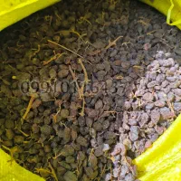 کشمش درگز کشمش آفتابی کشمش پلویی گله گردو تیزآبی