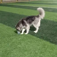 سگ هاسکی سیبرین ۹ ماهه