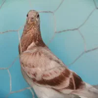 دوبربالا|پرنده|مشگین شهر, |دیوار