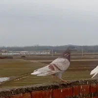 کبوتر گرفته شده