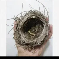 قناری دوماه نیم فول دستی تو خیابون میبرم