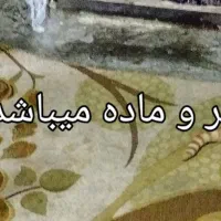 توله گربه اپارتمانی نژاد میکس واکسن اولیه زده شده