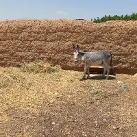کره خر نر|حیوانات مزرعه|ساوه, |دیوار