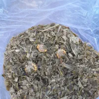 ذرت علوفه ای