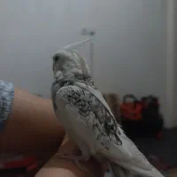 عروس هلندی و طوطی برزیلی|پرنده|چهارباغ, |دیوار