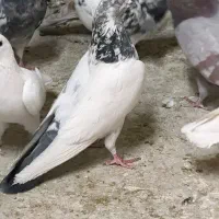 کبوتر درجه ۱