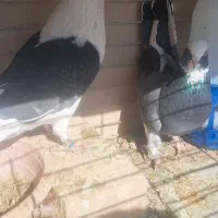 کفتر پرشی|پرنده|یزد, |دیوار