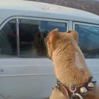 حیوان درشت ۱۵ ماه