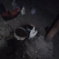 ۵عدد مرغ روستا تخمی یک عدد خوروس محلی نژاد اصل|حیوانات مزرعه|عجب شیر, |دیوار