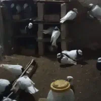 طوقی مهردرجه یک