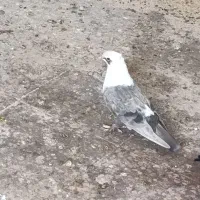 کلاغ سینه بسته