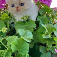 بچه گربه های پرشین بریتیش اسکاتیش هیمالین