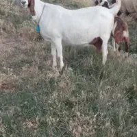بزهلندی