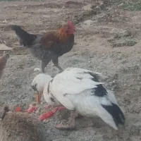 ۳عدد خروس با مرغ تخمگذار معاوضه دارم
