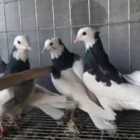 کبوتریاکفتر طوقی|پرنده|قم, خداکرم|دیوار