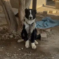 سگ توله قدرجونی