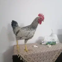 خروس جوان
