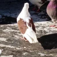 کفتر|پرنده|تبریز, |دیوار