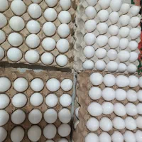 تخم مرغ روز از مرغ داری کیلویی ۸۰تومن|خوردنی و آشامیدنی|قم, خاکفرج|دیوار