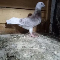 کفتر|پرنده|قم, زند آباد|دیوار