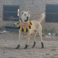 واگذاری سگ خراسانی