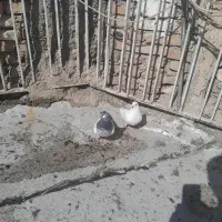کفتر پرشی پاکستانی پرش بالا جفت هستن|پرنده|تهران, سعیدآباد|دیوار