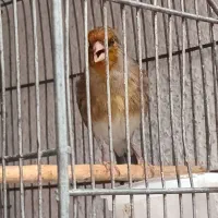 سهره قناری سهر رسمی و کرمونی تعویضی