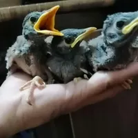 جوجه ی مرغ مینا افغانی اصل