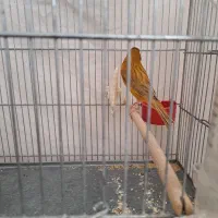 قناری .جفت فنچ نرگسی|پرنده|شیراز, تندگویان|دیوار