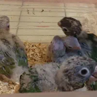 گرینچیک سرلاکی. بهترین وقت برای وابسته وسخنگو کردن