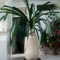 پاندانوس