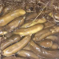 فروش خیارشور محلی با تعم مزه بسیار عالی|خوردنی و آشامیدنی|شیراز, دست خضر|دیوار
