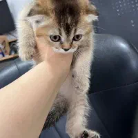 گربه اسکاتیش فولد|گربه|میاندوآب, |دیوار