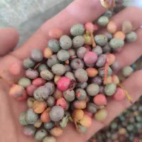 بنه سبز تازه|خوردنی و آشامیدنی|شیراز, تاچارا|دیوار