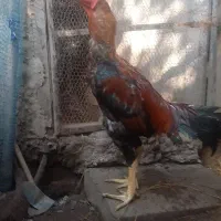 خروس لاری|حیوانات مزرعه|رشت, یخسازی|دیوار