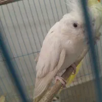 دوعددعروس هلندی گم شده ب یابنده۲ملیون پاداش میدم|پرنده|ایذه, |دیوار