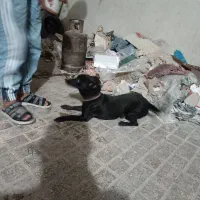 سگ پاکوتاه گرگی|سگ|مشهد, کوی دروی|دیوار