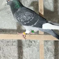 کبوتر المانی ورنگی