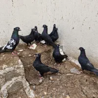 سینه .سیاه .جوجه