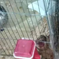 بلدرچین|حیوانات مزرعه|فردیس, فردیس|دیوار