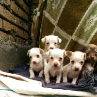 پاکوتا جیبی سایز بسیار ریز