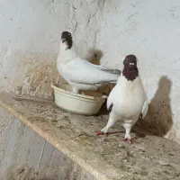 کبوتر رنگی آس|پرنده|آزادشهر, |دیوار