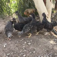 جوجه آمروک کمیاب