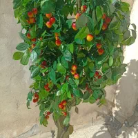 درختچه گیلاس مصنوعی