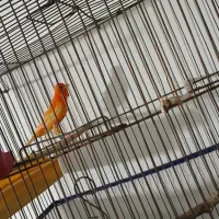 دو عدد قناری  یک عدد مرغ مینا رام سخنگو